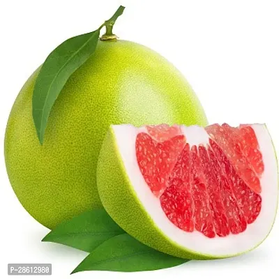 Platone Lemon Plant Pomelo plant001-thumb0