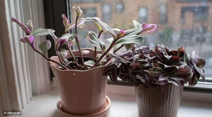 Platone Wandering Jew Plant WANDERING JEW PLANT-thumb0