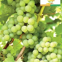 Platone Grape Plant Grape Plant Moon Drops green Seedless Grape plant 1 Healthy Vine Cutting Plant on Poly Bag .-thumb2