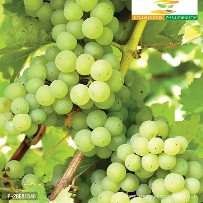 Platone Grape Plant Grape Plant Moon Drops green Seedless Grape plant 1 Healthy Vine Cutting Plant on Poly Bag .-thumb3