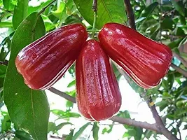 Platone Jamun Plant Red Malay Variety Wax Apple Water Apple Java Apple Fruit (Air layeredGrafted) Live PlantsTree(1-1.5 Ft Size)-thumb1