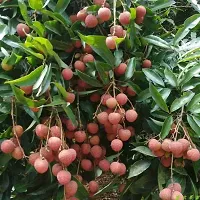 Platone Litchi Plant Litchi Plant-thumb1