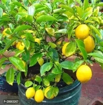 Platone Lemon Plant lemon plant-thumb0