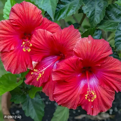 Platone Hibiscus Plant BHJ44-thumb0