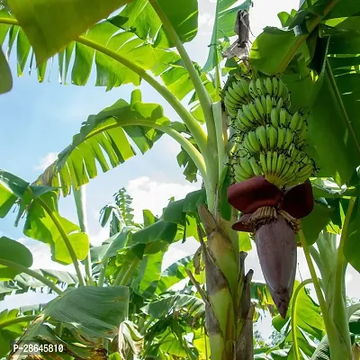 Platone Banana Plant banana plant 3033