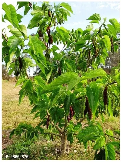 Platone ShahtootMulberry Plant Mulberry Shahtoot Long Fruit Plant-thumb0