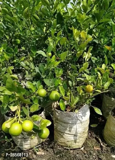 Platone Lemon Plant Live Indian pati LemonNimbuNimboo Fruit Plant-thumb0