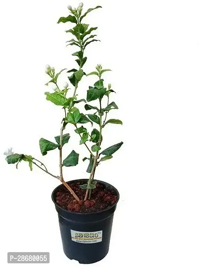 Platone Jasmine Plant Fragrant Healthy Live Plant Arabian Jasmine Mogra, Jasminum Sambac, Aromatic Plant