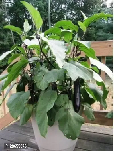 Platone Brinjal brinjal plant 12