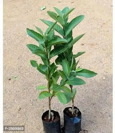 Platone Guava Plant Thai 5 Guava (Grafted) Plant66-thumb0