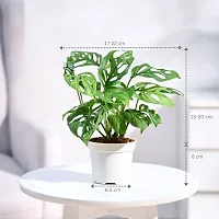 Platone Monstera Mini GLP202310-thumb1