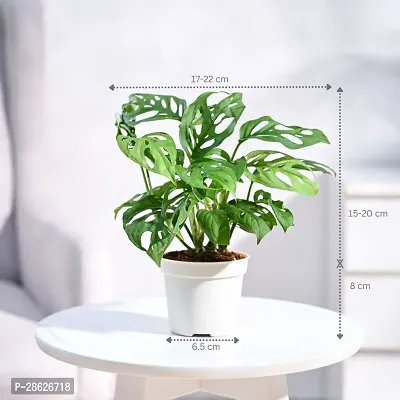 Platone Monstera Mini GLP202310-thumb2