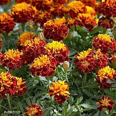 Platone Marigold Plant Marigold plant 80