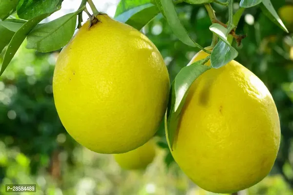 Platone Lemon Plant Plants 46