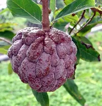 Platone Custard Apple Plant Axotic X99-thumb1