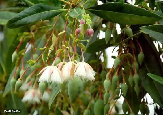 Platone Rudraksh Live Plant One Mukhi Rudraksh Plant-thumb0