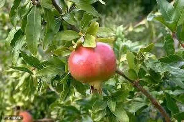 Platone Pomegranate Plant BEDANA PLANT CZ