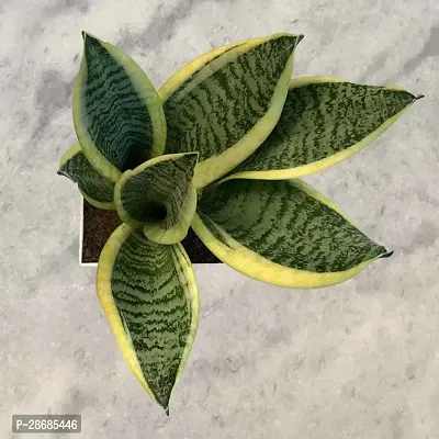 Platone Snake Plant Snake Plant (Medium)-thumb2