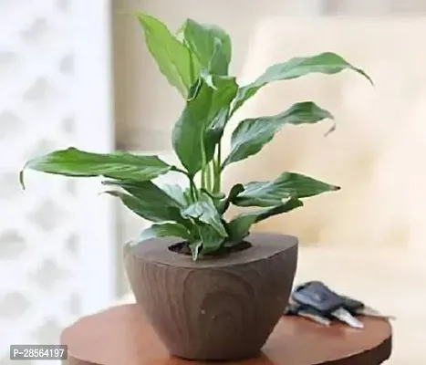 Platone Peace Lily Plant peace lily plant0081-thumb0