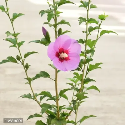 Platone Hibiscus Plant BHJ46-thumb0