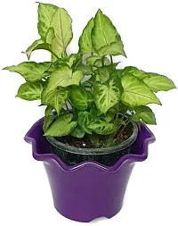 Platone Syngonium Plant Natural plant Beautiful Green Syngonium Variegated - Air Purifying Indoor Plant-thumb1