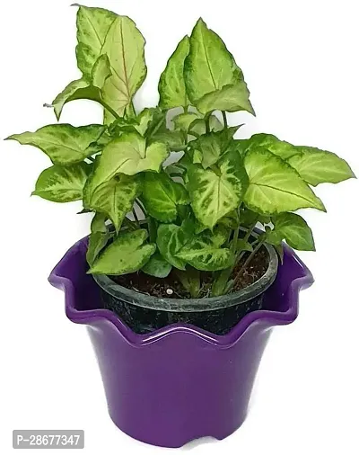 Platone Syngonium Plant Natural plant Beautiful Green Syngonium Variegated - Air Purifying Indoor Plant-thumb2