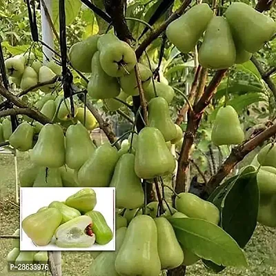 Platone Jamun Plant Green Variety Wax Apple Water Apple Java Apple Fruit (Air layeredGrafted) Live PlantsTree-thumb0