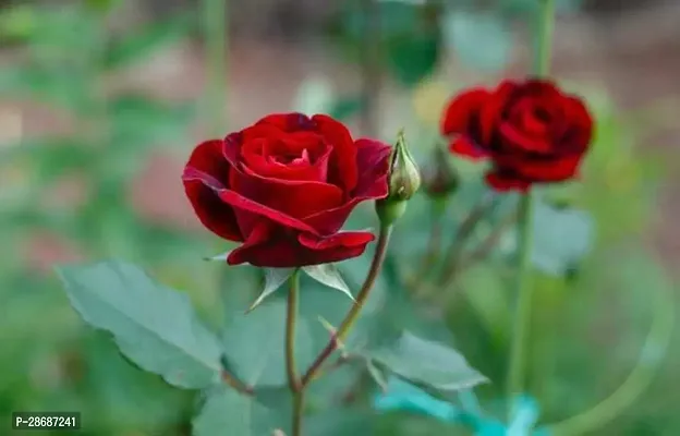 Platone Rose Plant DESERT ROSE PLANT