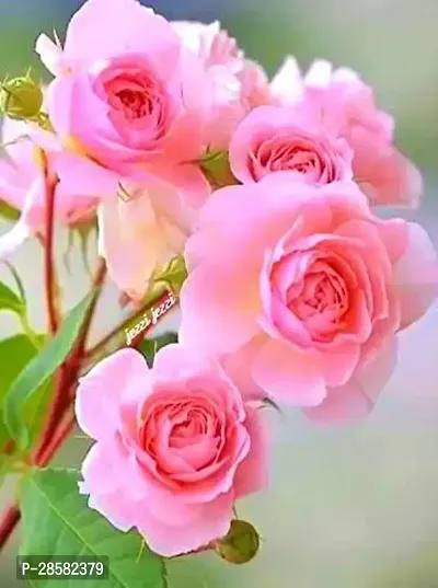 Platone Rose Plant Pink Rose Plant