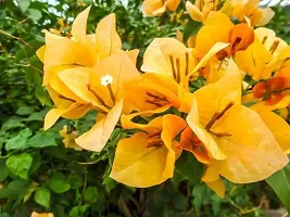 Platone Bougainvillea Plant Yellow baugainvellea live plant-thumb1