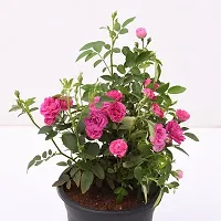 Platone Rose Plant Button Rose Red Live-thumb2