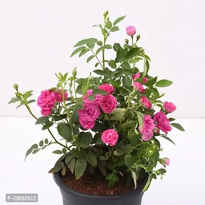 Platone Rose Plant Button Rose Red Live-thumb3