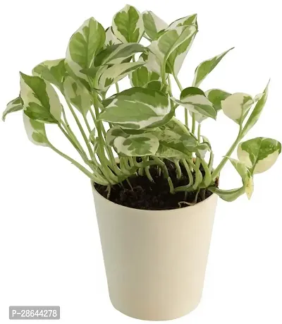 Platone Money Plant UGALOO_Money Plant N Joy with Pot-thumb2