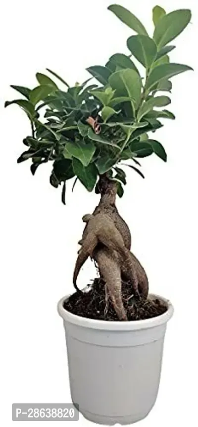 Platone Ficus Bonsai Plant CFGV17