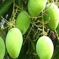 Platone Mango Plant GRAFTING HIMSAGAR MANGO SWEET FRUIT PLANT-thumb1