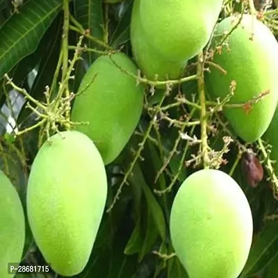 Platone Mango Plant GRAFTING HIMSAGAR MANGO SWEET FRUIT PLANT-thumb2