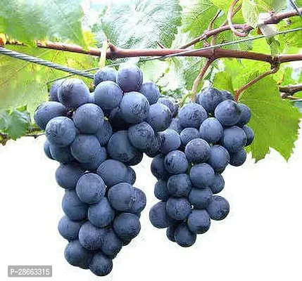 Platone Grapes Plant a411