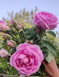 Platone Rose Plant Live Pink Desi Rose Plant for Outdoor Gardening-thumb1