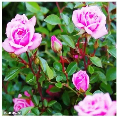 Platone Rose Plant Pink Rose Flower Plant-thumb0