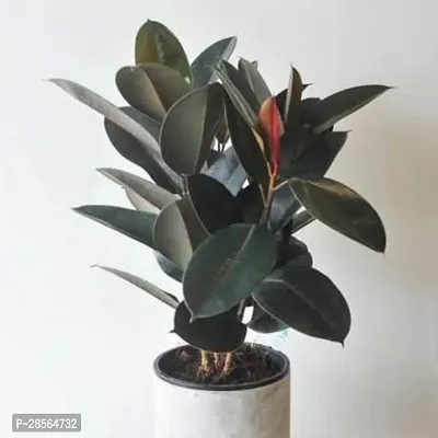 Platone Rubber Tree Live Rubber Plant for Indoor Home DecorationAir Purification v33-thumb0