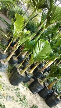 Platone Betel NutSupari Plant BETEL NUT 88U-thumb2