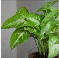 Platone Syngonium Plant eco worlds Syngonium Golden Plant-thumb2