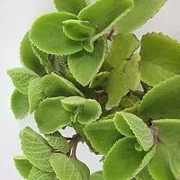 Platone Ajwain Plant Ajwain Plant live with pot BLACK-thumb1