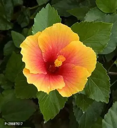 Platone Hibiscus Plant hibiscus rose plant-thumb0