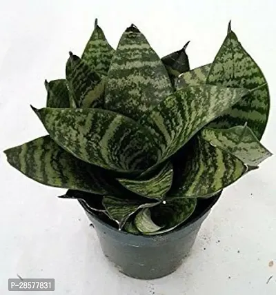 Platone Snake Plant tree99