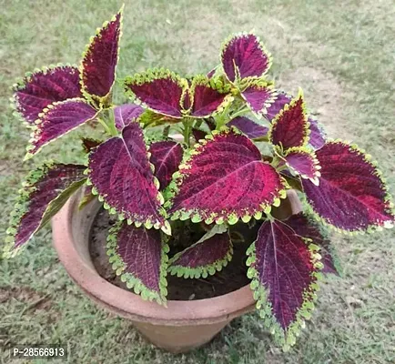 Platone Coleus Plant Coleus plant