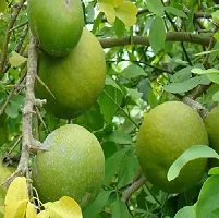 Platone Wood Apple Plant Thailand Bell-thumb2