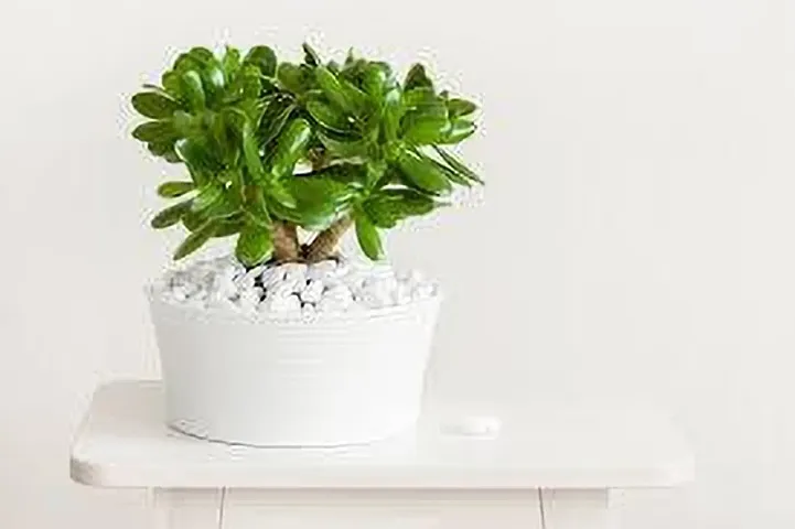 Must Have Plant & Planters 