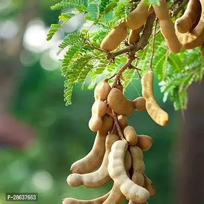 Platone Tamarind Plant Tamarind Plant (Tetul )-thumb0