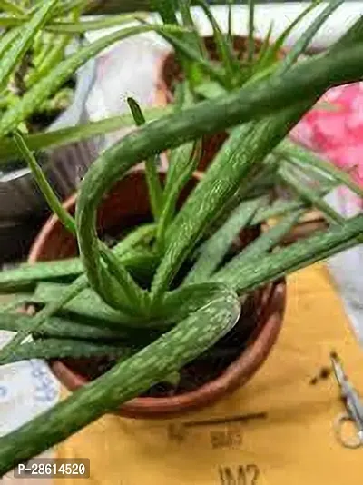 Platone Aloe Vera Plant Aloe Vera Plant 102-thumb0